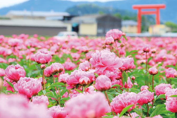 関西の GW おすすめドライブスポット 25 選 — 定番から穴場まで