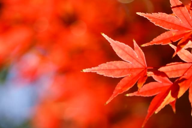 【秋といえば？】旬の食べ物・季節の花・紅葉など秋を楽しめる行事をチェック