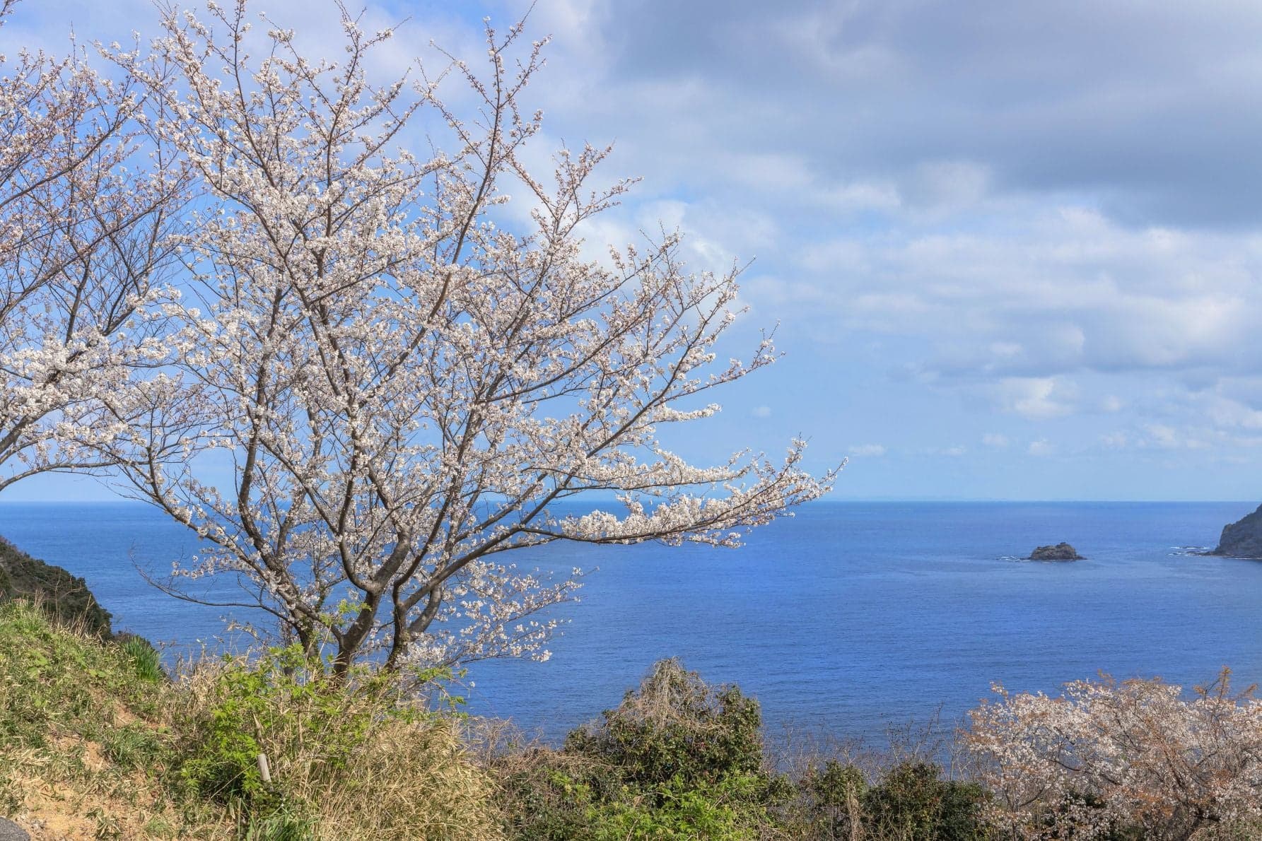 チェリーロード（島根県）。日本海を望む700本の桜並木がつくる絶景ドライブコース