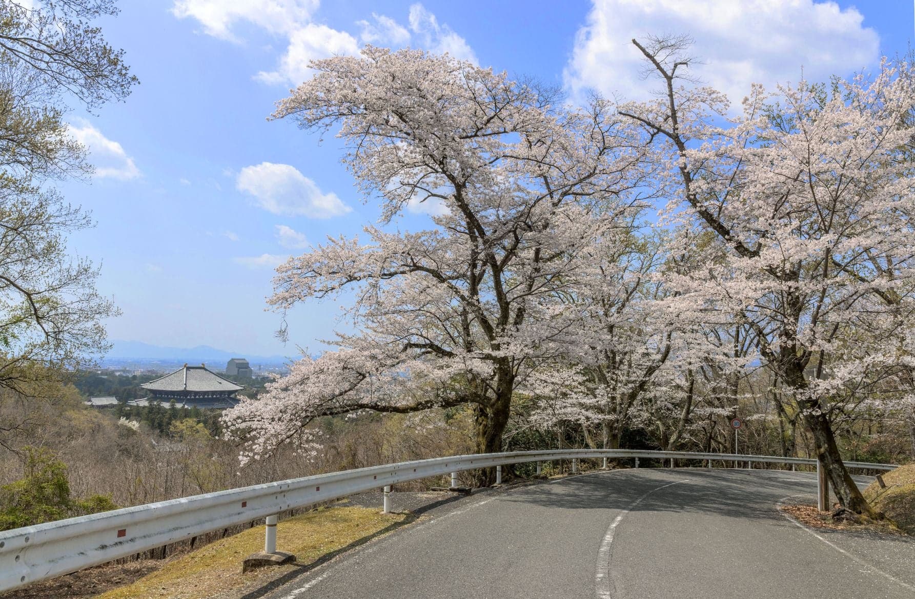 奈良奥山ドライブウェイ。古都を見下ろす春の絶景へ。桜並木から若草山へ上る絶景ドライブ