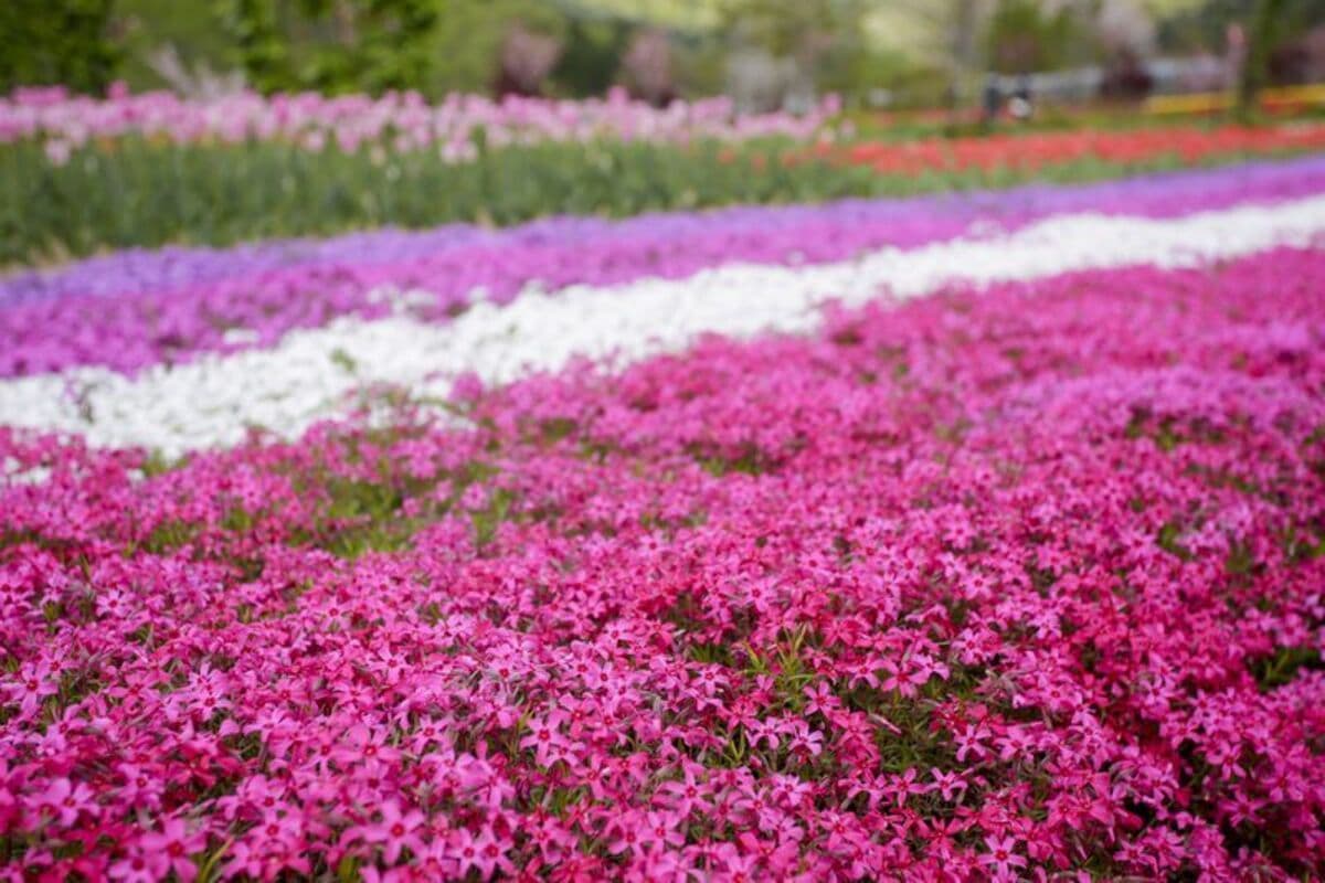 【2026】今が見頃!関西の芝桜絶景名所8選 穴場やまつりも紹介